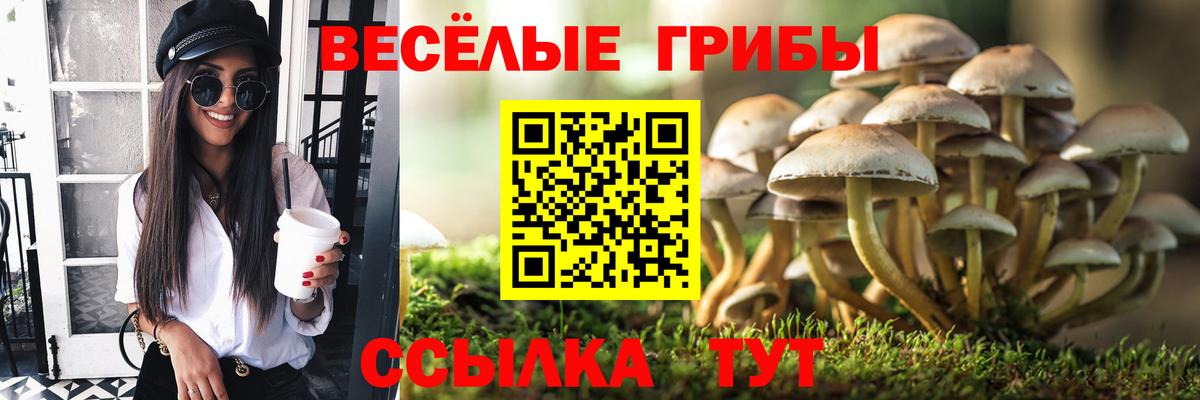 Псилоцибиновые грибы MAGIC MUSHROOMS  закладки  Вход с VPN  Знаменск  Галлюциногенные грибы Magic Shrooms 